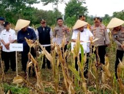 Bersama Forkopimda, Kapolres Bondowoso Melaksanakan Panen Raya Jagung Serentak Tahap 1 di Desa Sumber Kokap
