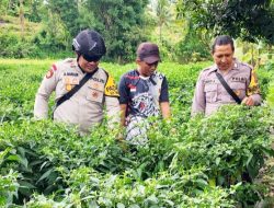 Dukung Ketahanan Pangan Bhabinkamtibmas Sumber Kokap Cek Tanaman Lombok Warga