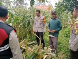 Bhabinkamtibmas Polsek Curahdami Turun Langsung Dukung Ketahanan Pangan Nasional
