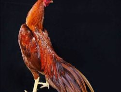 Berikut Bahan Jamu Untuk Ayam Aduan Penambah Stamina, Mudah dan Ada Di Sekitar Kita