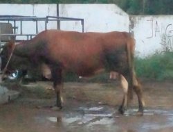 Lemahnya Pengawasan Dinas Terkait, RPH Desa Locare Diduga Potong Sapi Betina Produktif