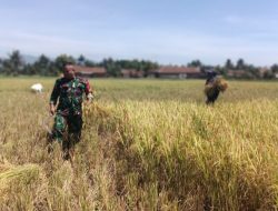 Dukung Ketahanan Pangan, Babinsa Kademangan Lakukan Pendampingan Panen Padi