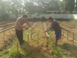 Kapolsek Taman Krocok Polres Bondowoso Polda Jatim Dukung Program Asta Cita Ketahanan Pangan dengan Menanam Cabe di Lahan Polsek