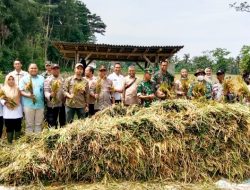 Danramil 0822/08 Grujugan Bersama Babinsa Bantu Warga Panen Padi Dan Sosialisasikan HPP GKB Sebesar Rp. 6. 500