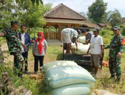 Babinsa Kodim 0822 Kawal Penyerapan Gabah Petani oleh Bulog di Bondowoso