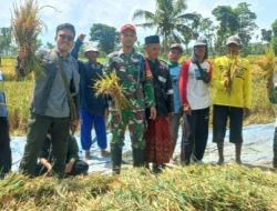 Babinsa Kodim 0822 Bondowoso Dampingi Bulog Guna Serap Gabah Petani di Desa Pucang Anom Sesuai Harga Pemerintah GKP Rp. 6. 500