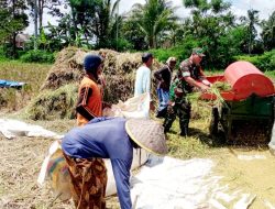 Tingkatkan Kesejahteraan Petani Babinsa Koramil 0822/09 Pujer Kawal Serap Gabah Petani di Desa Mengok