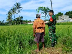Babinsa Pancoran Dampingi Petani Rawat Padi, Hasil Panen Diprediksi Melimpah