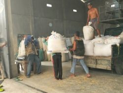 Dukung Ketahanan Pangan, Babinsa Nogosari Koramil Sukosari Bersama Bulog Serap Gabah Petani