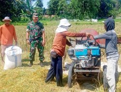Dukung Ketahanan Pangan di Daerah, Babinsa 0822/04 Tenggarang Kawal Serap Gabah Petani Sebanyak 4. 320 Kg