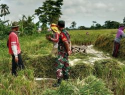 Babinsa Koramil 0822/13 Tlogosari Dukung Ketahanan Pangan Kawal Serap Gabah Seluas 0,4 Hektar