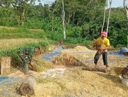 Pastikan Sesuai Ketentuan, Babinsa Sumber Dumpyong Kodim 0822/05 Wringin Dampingi Bulog Serap Gabah