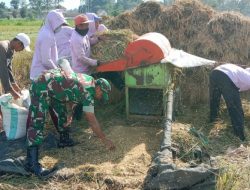 Wujud Perhatian TNI Kepada Petani, Babinsa Kodim 0822/08 Grujugan Kawal Bulog Serap Gabah di Desa Wonosari