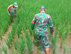 Babinsa Kodim 0822/01 Bondowoso Bantu Petani Rawat Tanaman Padi Demi Capai Target