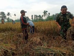 Babinsa Kodim 0822/02 Curahdami Turun Langsung ke Sawah Dampingi Bulog Serap Gabah Petani, Guna Stabilkan Harga