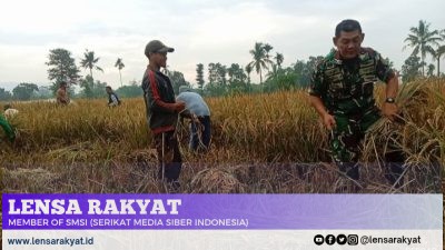 Babinsa Kodim 0822/02 Curahdami Turun Langsung ke Sawah Dampingi Bulog Serap Gabah Petani, Guna Stabilkan Harga