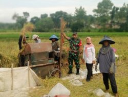 Sejahterakan Petani, Babinsa Kodim 0822/01 Bondowoso Bersama Bulog Turun Langsung Serap Gabah Petani di Kota Kulon