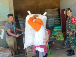 Babinsa Kodim 0822/02 Curahdami Kawal Bulog Serap Gabah Guna Sukseskan Swasembada Pangan Nasional di Wilayah Binaan
