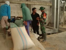 Semangat Babinsa Kodim 0822/05 Wringin Dampingi Bulog Serap Gabah Petani Sebanyak 17, 5 Ton