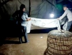 Polisi Bongkar Lokasi Judi Sabung Ayam di Ngonggot Nganjuk
