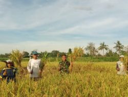 Stabilkan Harga Gabah Petani, Babinsa Sumbersari Dampingi Bulog Serap Gabah di Wilayah Binaan