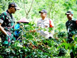 Dandim 0822 Bondowoso Dampingi Pangdam V/Brawijaya dan Kapolda Jatim di Lokasi Panen Raya Kopi Bersama Wapres RI