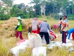 Babinsa Tamansari Lakukan Pendampingan Panen Luas Tambah Tanam Padi Guna Sukseskan Swasembada Pangan