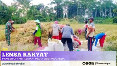 Babinsa Tamansari Lakukan Pendampingan Panen Luas Tambah Tanam Padi Guna Sukseskan Swasembada Pangan