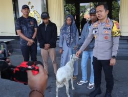 Polres Bondowoso Amankan Tersangka Curwan, Barang Bukti Kambing Diserahkan Kembali ke Pemilik, Tersenyum Lega