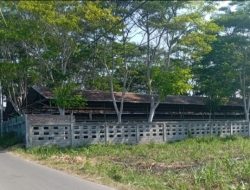 Bau dan Limbah Peternakan Ayam di Arjasa Situbondo Resahkan Warga, Pemerintah Diminta Tegas