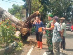Cepat Tanggap, Babinsa Dabasah dan Tim Gabungan Evakuasi Pohon Tumbang Timpa 2 Rumah