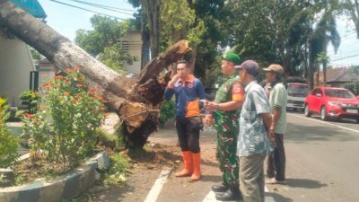 Cepat Tanggap, Babinsa Dabasah dan Tim Gabungan Evakuasi Pohon Tumbang Timpa 2 Rumah
