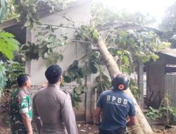 Kayu Jati Milik Perhutani di Sekarputih Tumbang Timpa Kandang, TNI-Polri Turun Tangan Kawal Proses