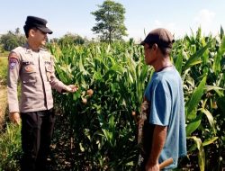 Hijau di Usia 1,5 Bulan! Bhabinkamtibmas Polsek Tegalampel Pastikan Jagung Warga Tumbuh Subur Demi Ketahanan Pangan