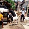Transparansi Disnakkan Bondowoso Dipertanyakan Usai Bantuan Kambing PE ke Kelompok Tani Desa Karanganyar Disebut dari Pokir