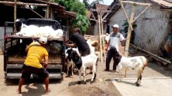 Transparansi Disnakkan Bondowoso Dipertanyakan Usai Bantuan Kambing PE ke Kelompok Tani Desa Karanganyar Disebut dari Pokir