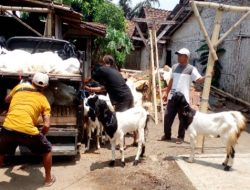 Transparansi Disnakkan Bondowoso Dipertanyakan Usai Bantuan Kambing PE ke Kelompok Tani Desa Karanganyar Disebut dari Pokir