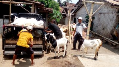 Transparansi Disnakkan Bondowoso Dipertanyakan Usai Bantuan Kambing PE ke Kelompok Tani Desa Karanganyar Disebut dari Pokir